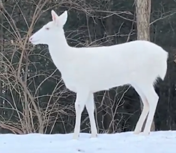 ಕ್ಯಾಮೆರಾದಲ್ಲಿ ಸೆರೆಯಾದ ಶ್ವೇತ ವರ್ಣದ ಜಿಂಕೆ ; ಸ್ವರ್ಗದಿಂದ ಧರೆಗಿಳಿದು ಬಂದ ಜೀವಿದಂತಿದೆ ಅಲ್ವಾ!