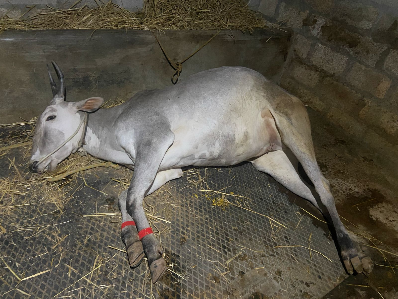 ಯುವಕರ ನೆಚ್ಚಿನ  ಹಳ್ಳಿಕಾರ್ ತಳಿ  “ಮೈಸೂರು ರಾಣಿ” ಇನ್ನಿಲ್ಲ!