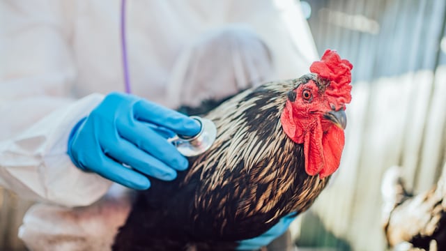 ಕೋಳಿಗಳಲ್ಲಿ ಹಕ್ಕಿ ಜ್ವರ ಭೀತಿ ; ಕಟ್ಟೆಚ್ಚರಕ್ಕೆ ಸರ್ಕಾರ ಆದೇಶ.