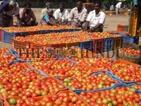 ಟೊಮೆಟೊ ದರ ಏಕಾಏಕಿ ಕುಸಿತ ; ಗದಗ ರೈತರು ಕಂಗಾಲು….