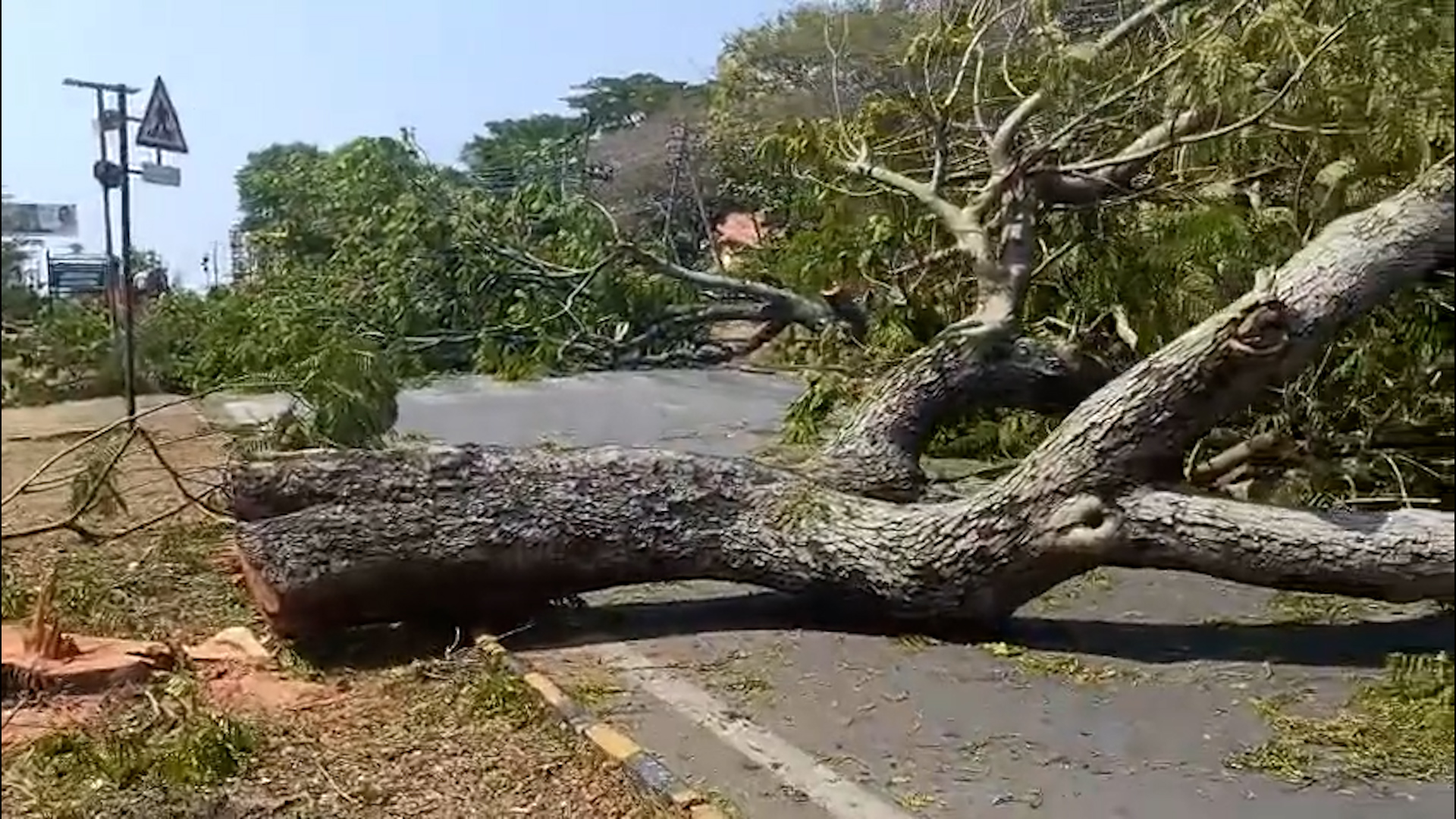 ಅರಮನೆ ನಗರಿಯಲ್ಲಿ ರಸ್ತೆ ಅಗಲೀಕರಣಕ್ಕಾಗಿ ಮರಗಳ ಮಾರಣಹೋಮ.