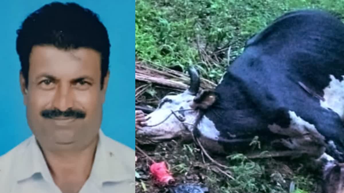 ಜಮೀನಿನಲ್ಲಿ ತುಂಡಾಗಿ ಬಿದ್ದ ವಿದ್ಯುತ್ ತಂತಿ ತುಳಿದು ರೈತ, 2 ಹಸುಗಳು ಸಾ*ವು.