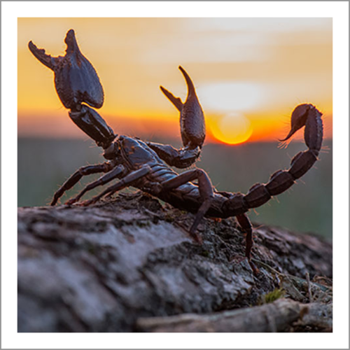 ವಿಶ್ವದಲ್ಲೇ ಈ ಜೀವಿಯ ವಿಷ ಬಲು ದುಬಾರಿಯಂತೆ, ಇದರ ಬೆಲೆ ಕೇಳಿದ್ರೆ ನೀವು ಖಂಡಿತ ಶಾಕ್ ಆಗ್ತೀರಾ….