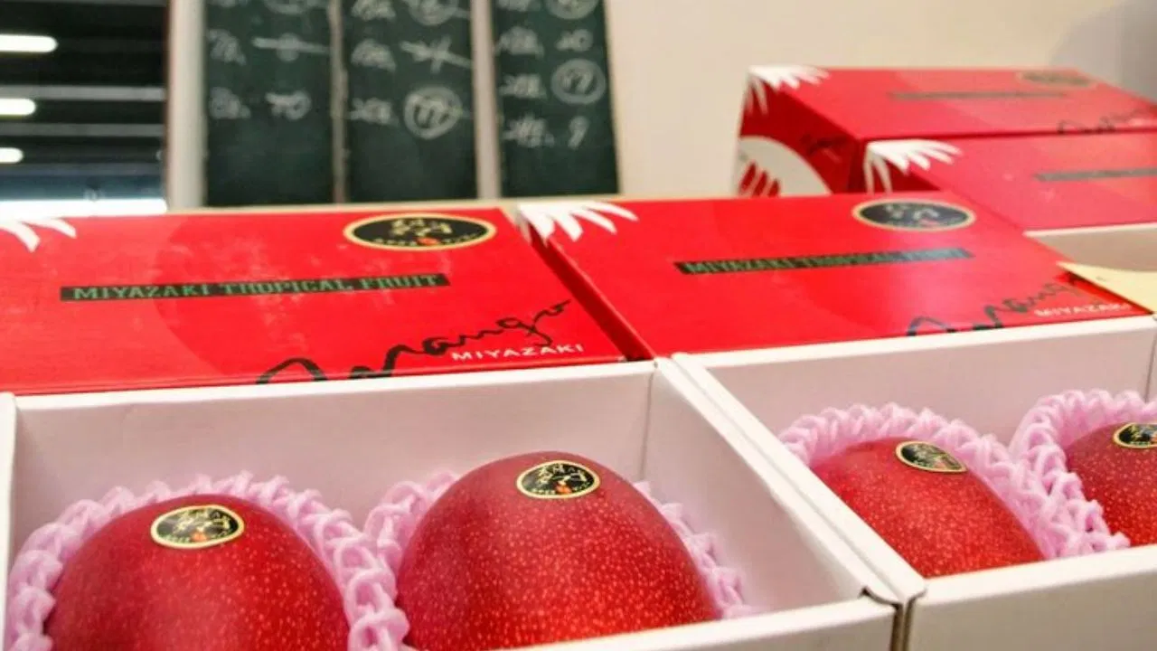 ವಿಶ್ವದ ದುಬಾರಿ ಮಾವಿನ ಹಣ್ಣಿನ ಬೆಲೆ ಕೇಳಿದ್ರೆ ನೀವು ಖಂಡಿತ ಶಾಕ್ ಆಗ್ತೀರಾ!!!