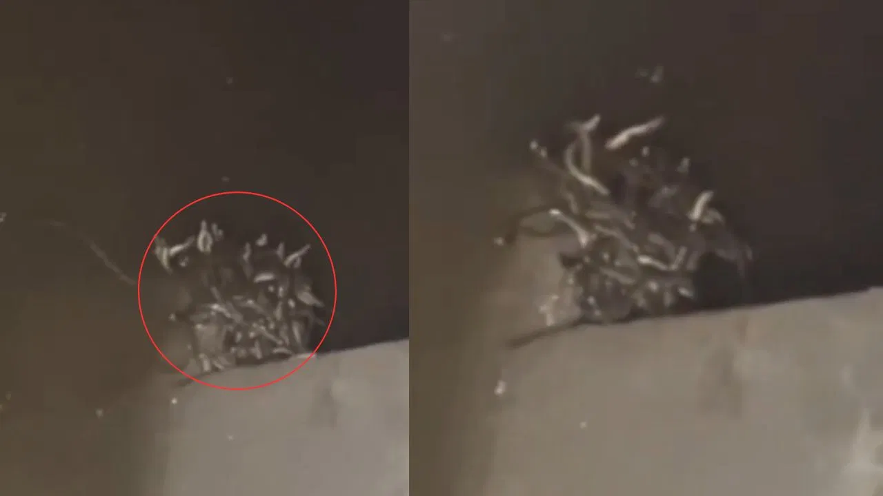 ಈ ಮನೆಯಲ್ಲಿ ಹಾವುಗಳ ರಾಶಿ, ಮೈ ಜುಮ್ ಎನಿಸುವುದು ಖಚಿತ….