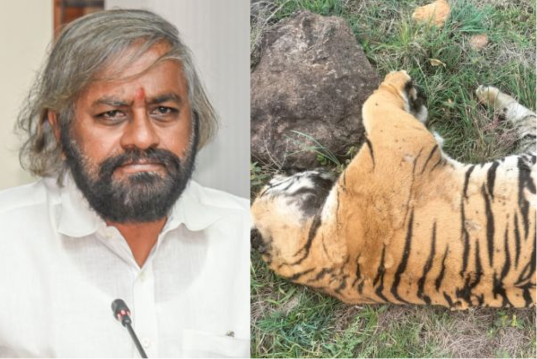 ಮಲೆಮಹದೇಶ್ವರ ಬೆಟ್ಟದಲ್ಲಿ 4 ಹುಲಿಗಳ ಅಸಹಜ ಸಾ*ವು: ತನಿಖೆಗೆ ಆದೇಶಿಸಿದ ಸಚಿವ ಈಶ್ವರ ಖಂಡ್ರೆ.