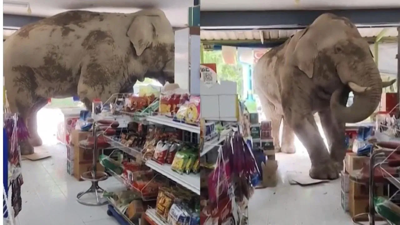 ಸೂಪರ್ ಮಾರ್ಕೆಟ್ ನಲ್ಲಿ ಶಾಪಿಂಗ್ ಮಾಡಲು ಗಜರಾಜ ಎಂಟ್ರಿ….