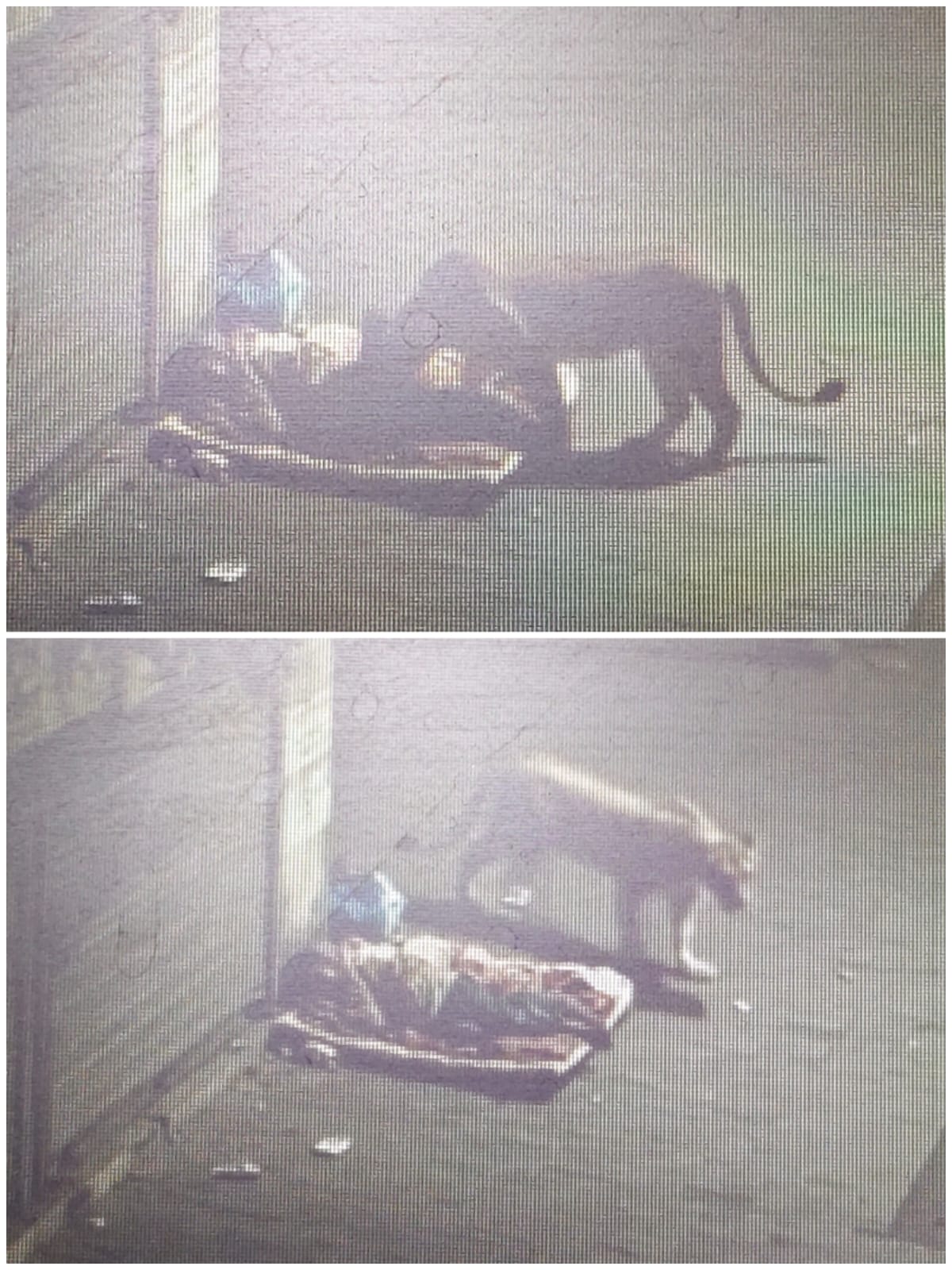 ಯಮನ ರೀತಿಯಲ್ಲಿ ಫುಟ್ಪಾತ್ ಗೆ ವಿಸಿಟ್ ಕೊಟ್ಟ ಸಿಂಹ….