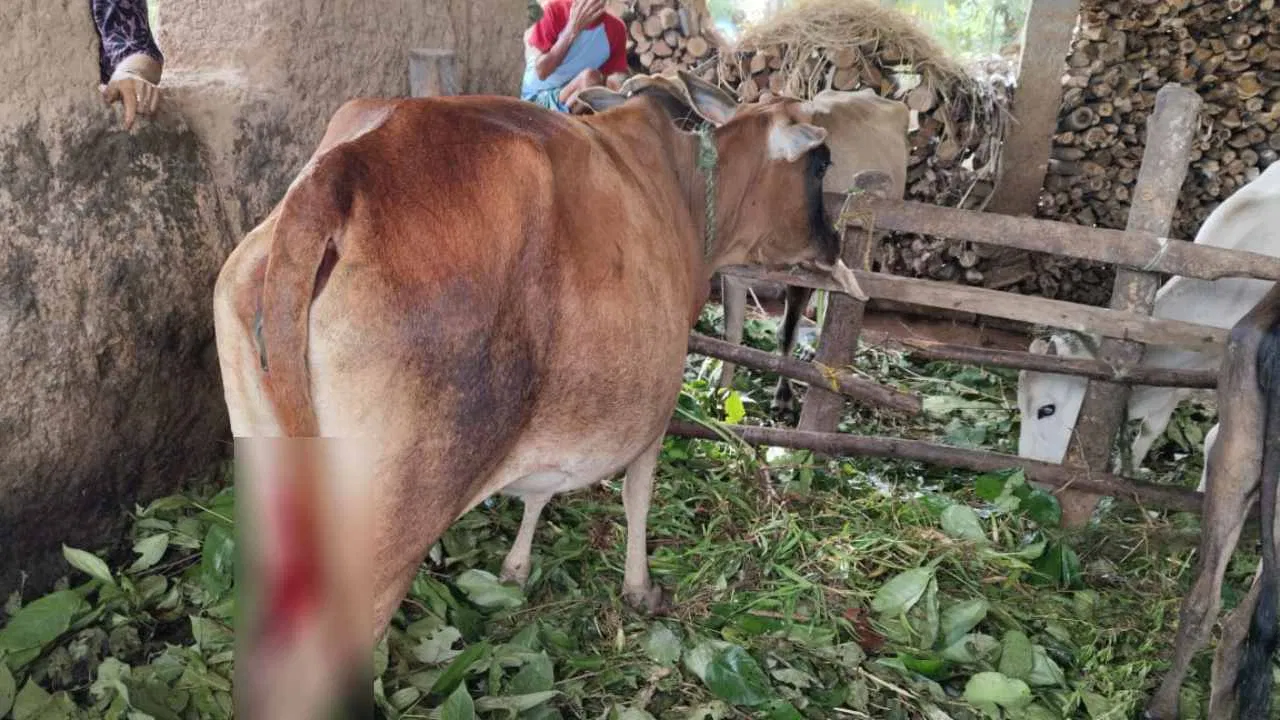 ಶಿವಮೊಗ್ಗದಲ್ಲಿ  ಹಸುವಿನ ಕೆಚ್ಚಲು ಕೊ*ಯ್ದು ವಿಕೃತಿ ಮೆರೆದ ಕಿಡಿಗೇಡಿಗಳು