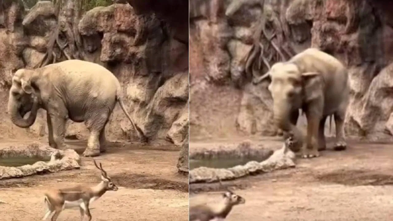 ಕೊಳದಲ್ಲಿ ಬಿದ್ದ ಚಿಂಕಾರವನ್ನು ರಕ್ಷಿಸಿ ಎಲ್ಲರ ಮೆಚ್ಚುಗೆಯನ್ನು ಪಡೆದ ಗಜರಾಜ…..