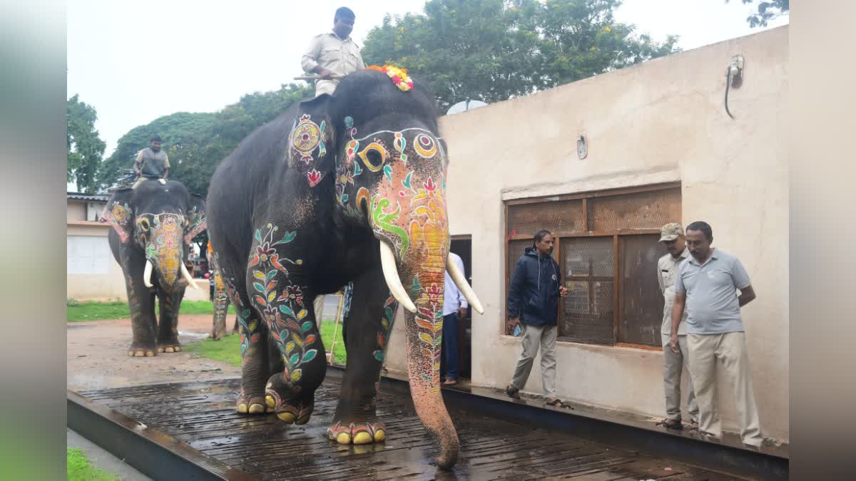 ತೂಕದಲ್ಲಿ ಕ್ಯಾಪ್ಟನ್ ಮೀರಿಸಿದ ಭೀಮ. ಕಳೆದ ಬಾರಿ ಅತಿಹೆಚ್ಚು ತೂಕ ಹೊಂದಿದ್ದ ಅಭಿಮನ್ಯು.