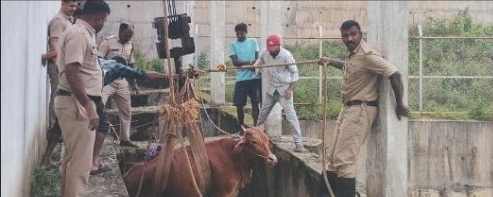 ಮೇವು ಹುಡುಕಿ ಬಂದು ಬಾವಿಗೆ ಬಿದ್ದ ಹಸುವಿನ ರಕ್ಷಣೆ