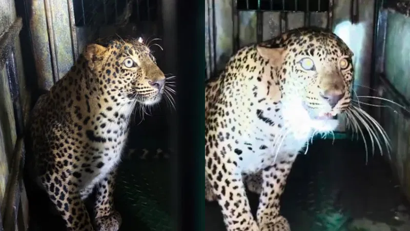 ಬೋನಿನ ಬಾಗಿಲು ತೆರೆದು ಚಿರತೆ ಕೆರಳಿಸಿದ ಅಧಿಕಾರಿಗಳು !