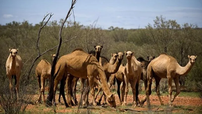 ಒಂಟೆ ಹಾಲು ಚಿನ್ನ, ಬೆಳ್ಳಿಗಿಂತ ಹೆಚ್ಚು ದುಬಾರಿ ಎಂದು ನಿಮಗೆ ಗೊತ್ತಾ?