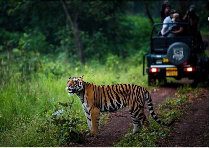 ಟೈಗರ್ ಸಫಾರಿಗೆ ಹೋದ ಪ್ರವಾಸಿಗರನ್ನು ಕಾಡಿನ ಮಧ್ಯೆ ಬಿಟ್ಟು ಹೋದ ಗೈಡ್ !