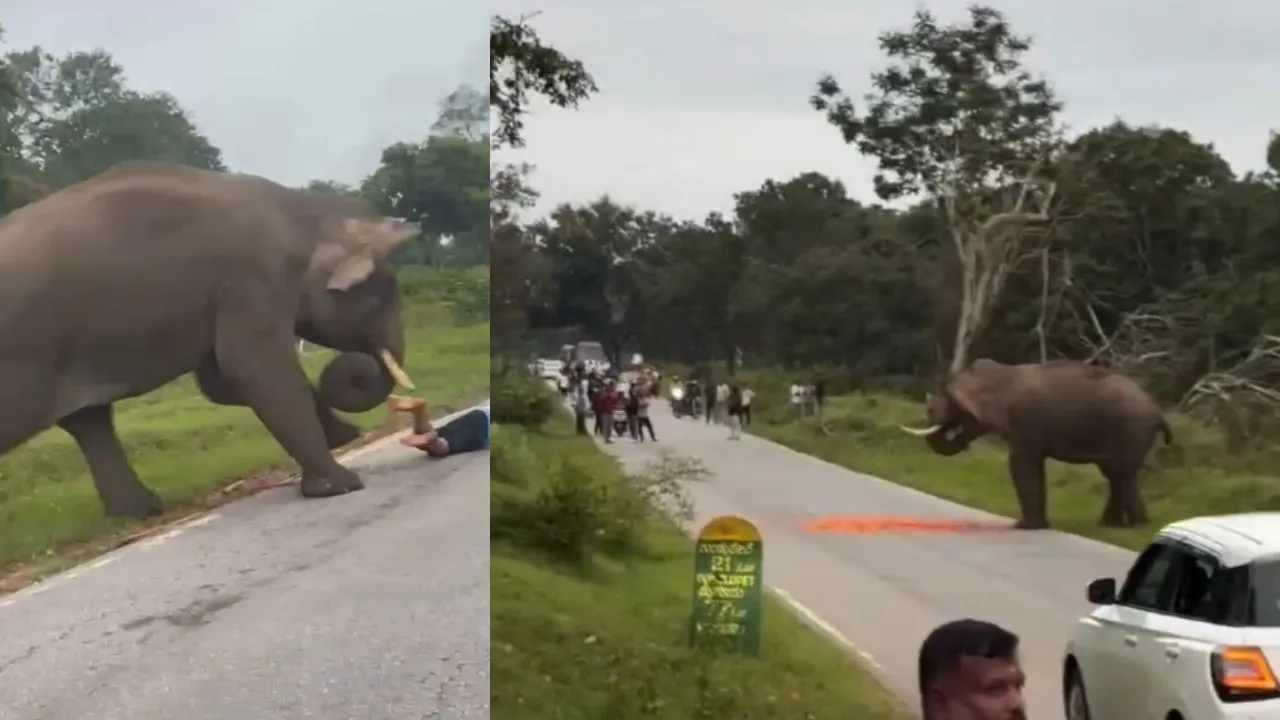 ಫೋಟೊ ತೆಗೆಯಲು ಹೋದ ವ್ಯಕ್ತಿ ಮೇಲೆ ಆನೆ ದಾಳಿ .