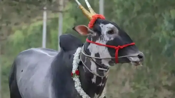 ನಾಟಿ ಹೋರಿಗಳ ಕತ್ತು ಕೊಯ್ದು ಕಟುಕರು ! ಅಕ್ರಮ ಸಾಗಣೆಯ ಅನುಮಾನ!