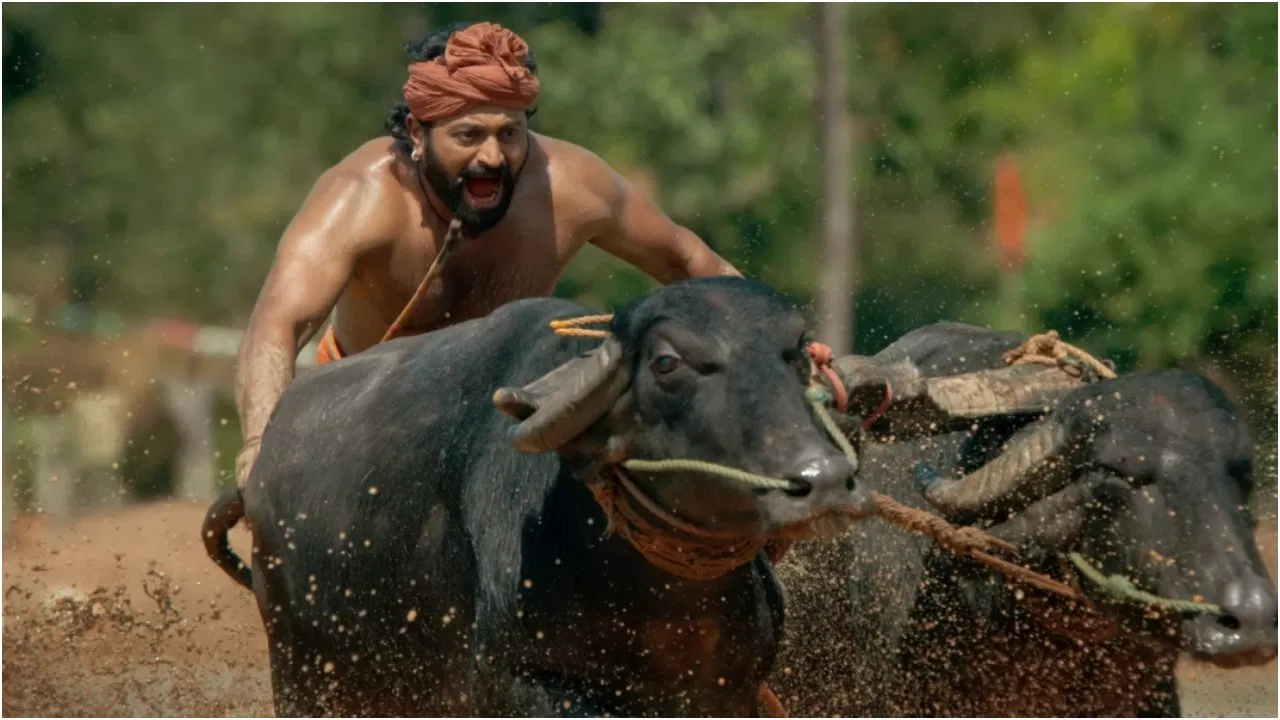 ‘ಕಾಂತಾರ’ದಲ್ಲಿ ಮಿಂಚಿದ್ದ ಅಪ್ಪು ಕೋಣ ಸಾವು : ಕಂಬಳದಲ್ಲಿ ಚಾಂಪಿಯನ್ ಆಗಿದ್ದ ಅಪ್ಪು .