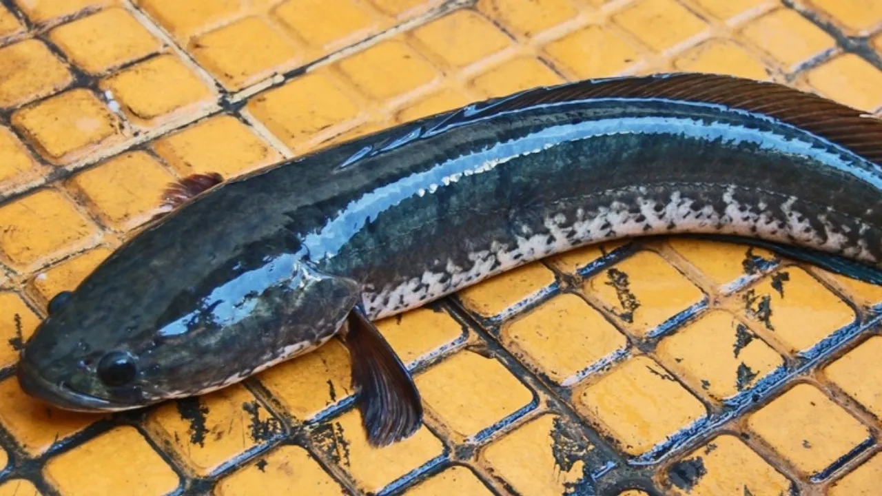 ಮೀನಿನ ಹೊಟ್ಟೆಯಲ್ಲಿತ್ತು ನಾಗರಹಾವು ! ಸಾರು ಮಾಡಲು ಹೋಗಿ ಶಾಕ್ ಆದ ಮಹಿಳೆ !..