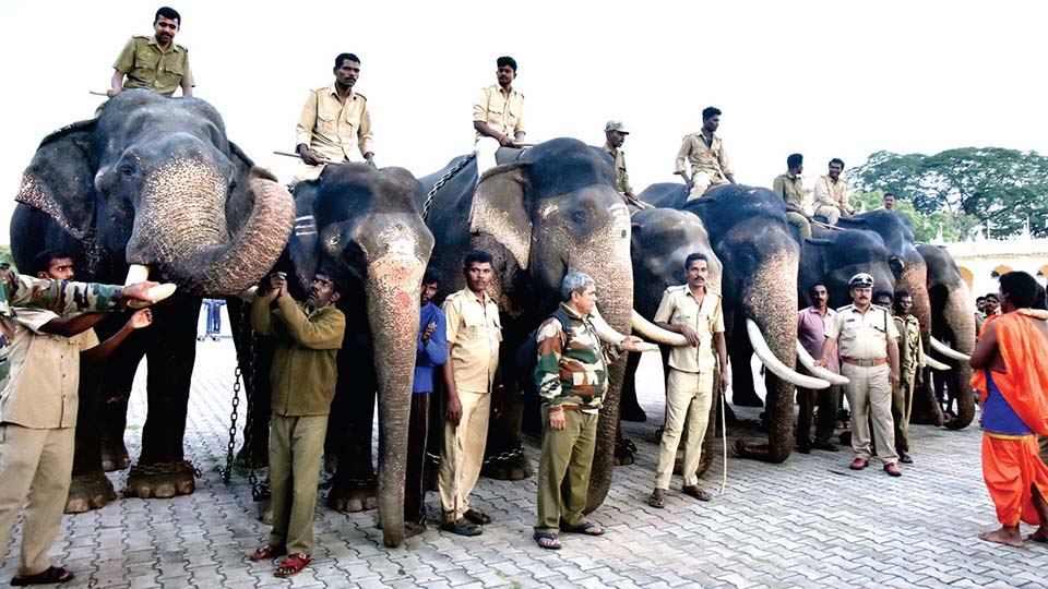 ದಸರಾ ಗಜಪಡೆ, ಮಾವುತರಿಗೆ 2.04 ಕೋಟಿ ರೂ. ಮೊತ್ತದ ವಿಮೆ! ಅರಣ್ಯ ಇಲಾಖೆ ಸೌಲಭ್ಯ.