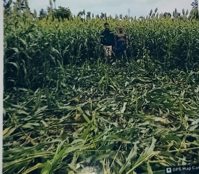 ಕಾಡು ಹಂದಿ, ಕರಡಿಗಳ ಹಾವಳಿಯಿಂದ ಬೆಳೆ ನಾಶ, ಮುಗಿಲುಗೇರಿದ ರೈತರ ಅರಣ್ಯ ರೋಧನೆ, ಆಲಿಸದ ಅರಣ್ಯ ಇಲಾಖೆ