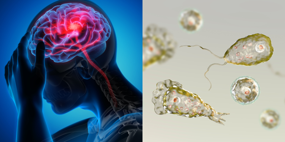 ಮೆದುಳನ್ನು ತಿನ್ನುವ ಸೋಂಕು; ಅಮೀಬಾದಿಂದ 19 ಜನ ಸಾವು, 120ಕ್ಕೂ ಹೆಚ್ಚು ಜನರಿಗೆ ಸೋಂಕು ಕೇರಳದಲ್ಲಿ ಹೈ ಅಲರ್ಟ್