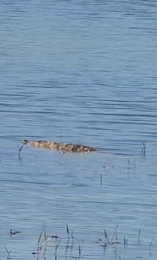 ನಂಜನಗೂಡಿನ ಹುಸ್ಕೂರು ಗ್ರಾಮದ ಸಮೀಪವಿರುವ ಕೆರೆಯಲ್ಲಿ ಮೊಸಳೆ ಪ್ರತ್ಯಕ್ಷ.