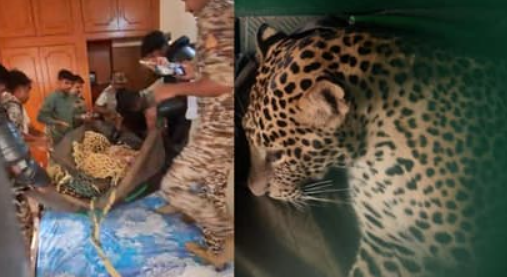 ಮೈಸೂರಿನ ಸಿದ್ದಾರ್ಥ ಬಡಾವಣೆಯಲ್ಲಿ ಚಿರತೆ ಆತಂಕ: ಮಗಳ ಸಮಯಪ್ರಜ್ಞೆಯಿಂದ ಪಾರಾದ ತಾಯಿ.