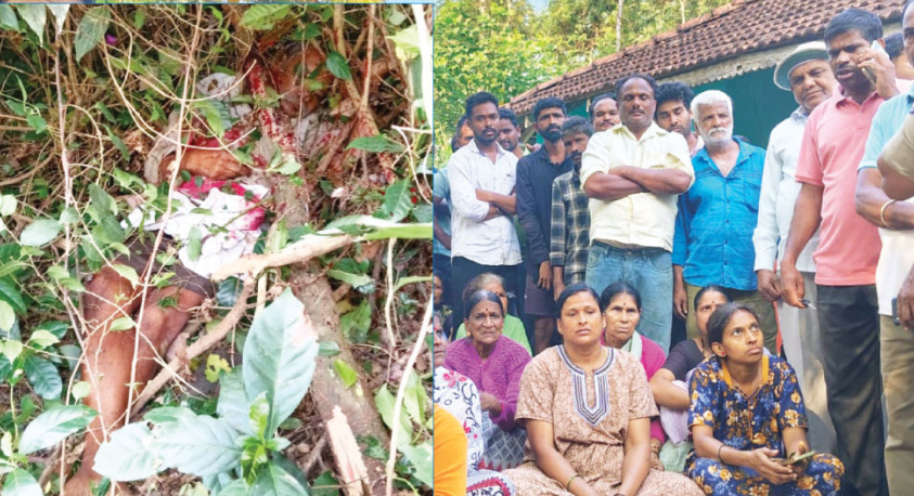 ಬೇಲೂರು: ಕಾಡಾನೆ ದಾಳಿಗೆ ರೈತ ಬಲಿ; ಅರಣ್ಯ ಇಲಾಖೆ ವಿರುದ್ಧ ಗ್ರಾಮಸ್ಥರ ಆಕ್ರೋಶ.